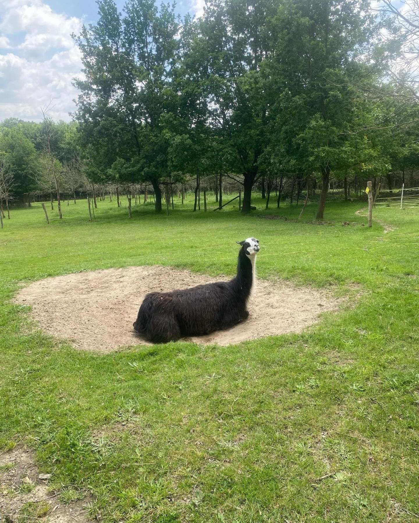 The Llama Farm France Saint-Cyr-Les-Champagnes Exterior foto
