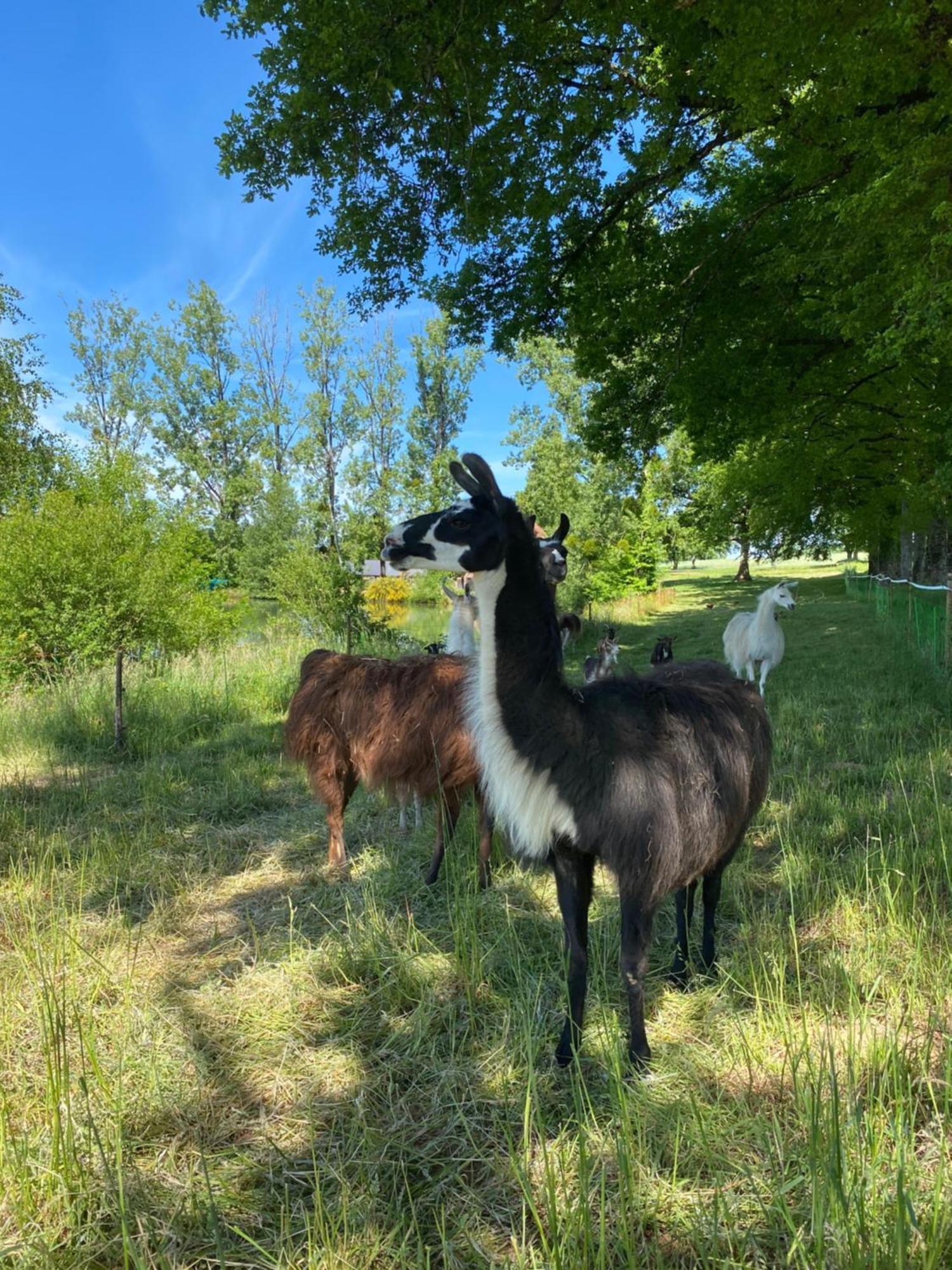 The Llama Farm France Saint-Cyr-Les-Champagnes Exterior foto
