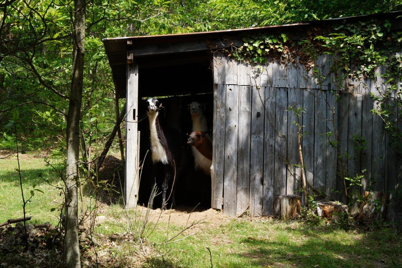 The Llama Farm France Saint-Cyr-Les-Champagnes Exterior foto